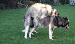 动物交配视频大全,交配瞬间大揭秘